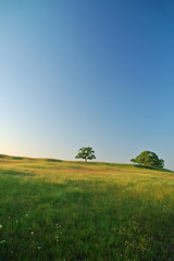 Fototapeta na wymiar spring field