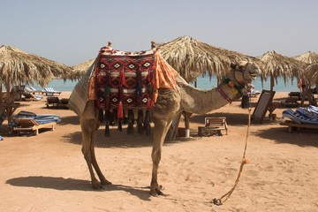 camel on the beach