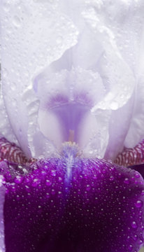 white and purple