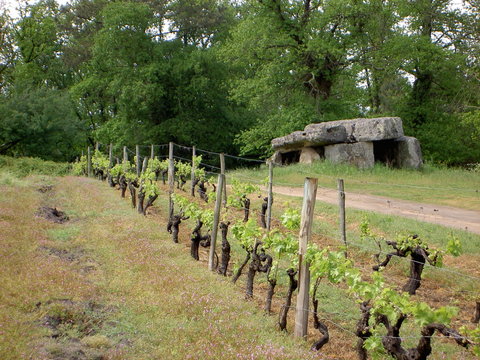 dolmen et vignes