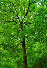 Fototapeta premium arbre de la vie