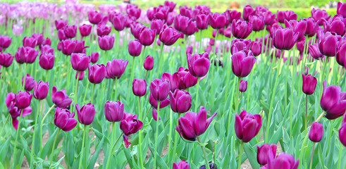 Obraz premium tulipe royale green