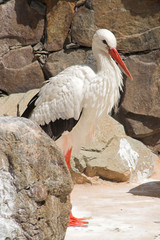 white stork