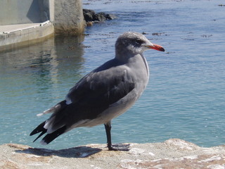 grey seagull © Blu-Mu