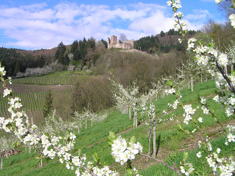 fr&uuml;hling im schwarzwald