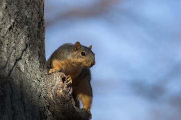 squirrel