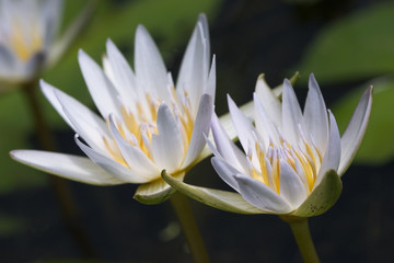two water lilies