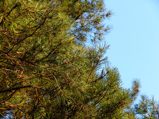 pine 3