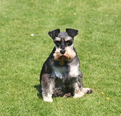 miniture schnauzer