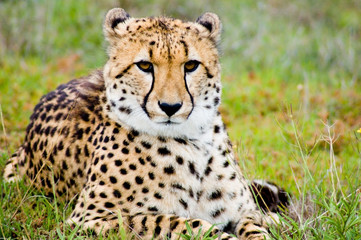 proud cheetah
