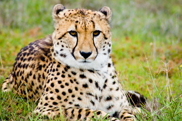 proud cheetah © seraphic06