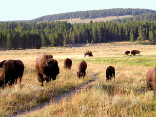 bison (buffalo) at yellowstone