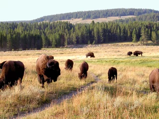 Poster bison (buffalo) at yellowstone © hljdesign
