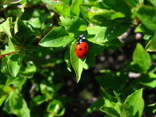 ladybug