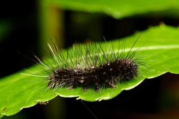 chenille