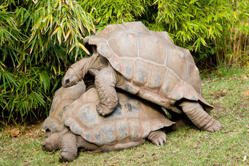 Obraz premium aldabra tortoises
