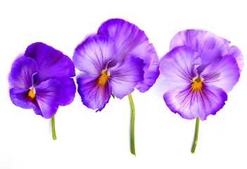 Muurstickers viooltjes © Joy Fera