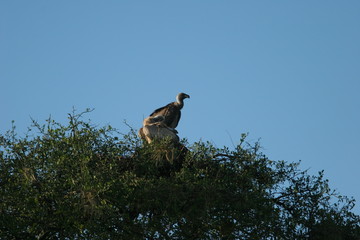 vautours dans un acacia
