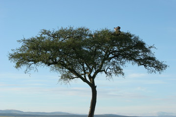 acacia et vautours