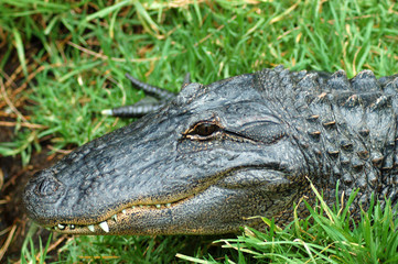 north american alligator head