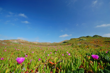 Obraz premium beach meadow