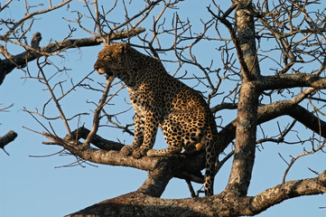 leopard perches in a tree