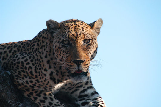 leopard stares into the camera