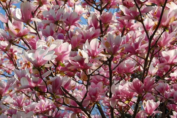 Zelfklevend Fotobehang blooming magnolia © Elenathewise