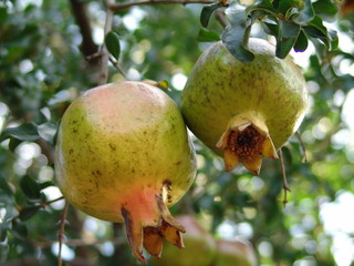 pomegranate