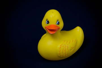 rubber duck