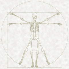 skelett - 659030
