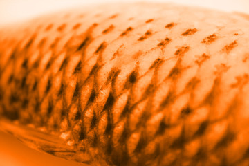tiger fish