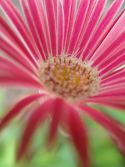flower - pink