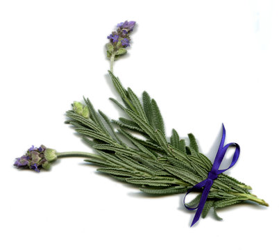 English Lavender