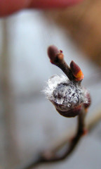 drop willow