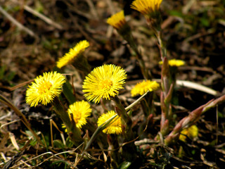 spring flowers