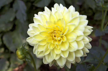 beautiful dahlia