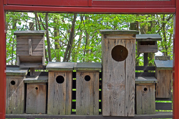 homes for birds