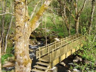 pont de bois