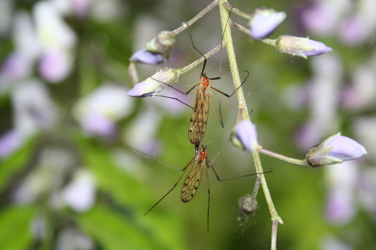 copulation de moustiques
