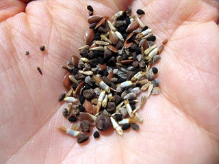 seeds