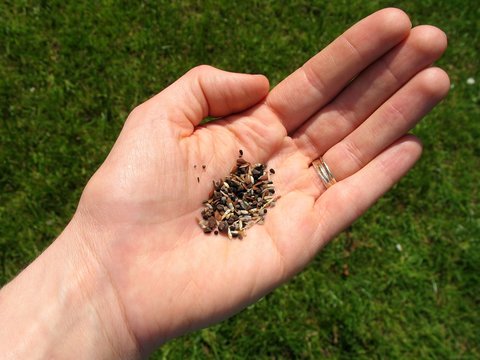 seeds in hand