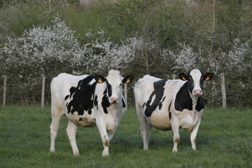 vaches au pré