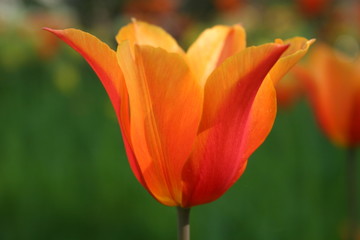 Fototapeta premium orangefarbene tulpe von der seite