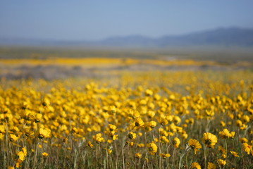 beautiful wild flowers: yellow