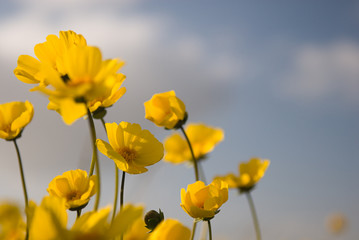 beautiful wild flowers: yellow 3
