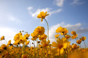Deurstickers Madeliefjes beautiful wild flowers: yellow 2