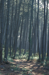 forêt landaise