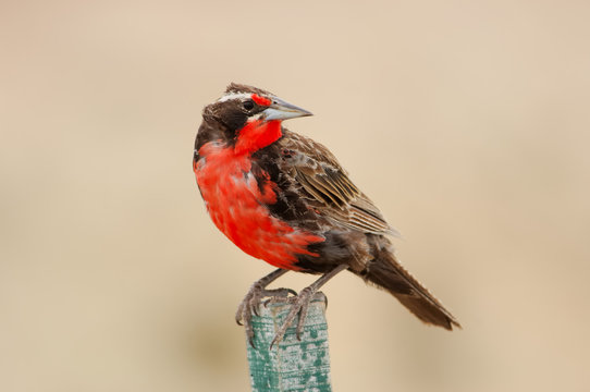 long-tailed meadowlark