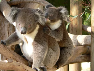 Tableaux ronds sur aluminium brossé Koala les koalas